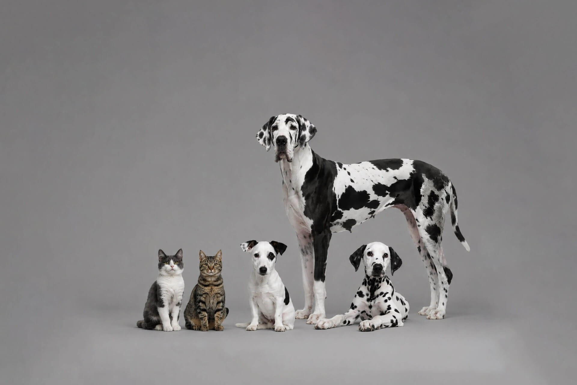 Veterinary Clinic in Las Vegas, NV Mobile